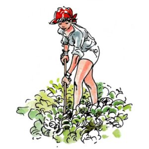 Dame i salatåkeren – SOMMER