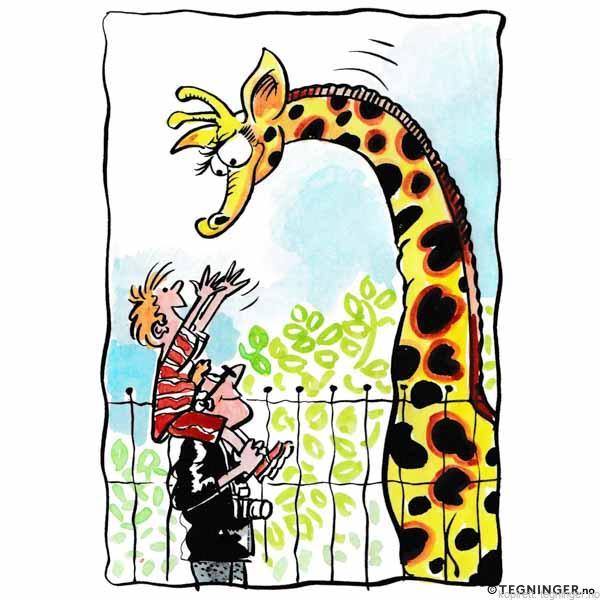 Giraff i dyreparken – FERIE