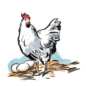 Høne med egg – DYR