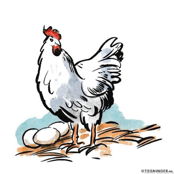Høne med egg – DYR