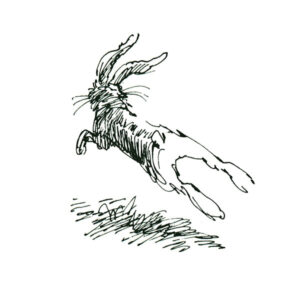 Hare – DYR
