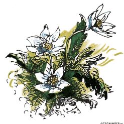 Vårblomst – VÅR