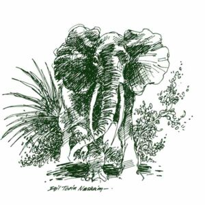 Elefant – NATUR