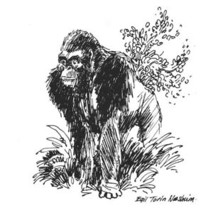 Gorilla – DYR