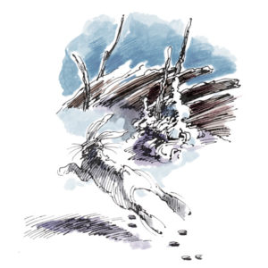 Hare ved skigard - KLASSIKER